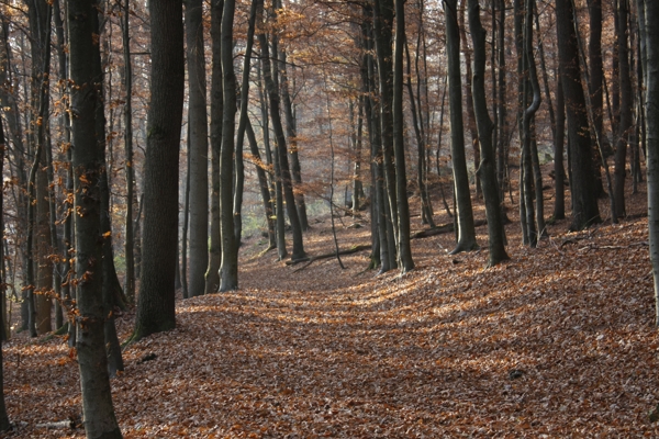 herbstimpressionen 2 - (c) c duecker.jpg